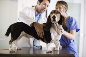veterinarian-job-description